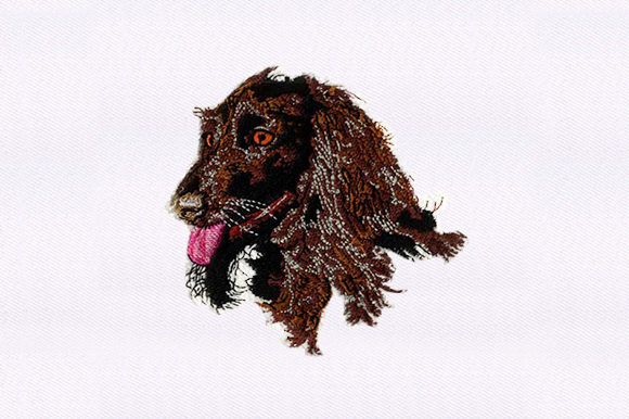 Afghan Hound Face: A Designer’s Holiday Review