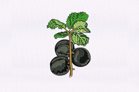 Black Cherry Vines: A Seller’s Review